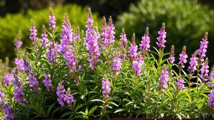 Fototapeta premium Mexican heather. Japanische Myrte - Cuphea hyssopifolia