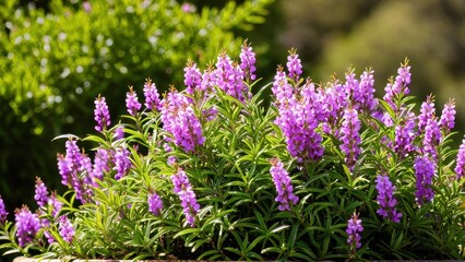 Mexican heather. Japanische Myrte - Cuphea hyssopifolia