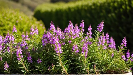 Obraz premium Mexican heather. Japanische Myrte - Cuphea hyssopifolia