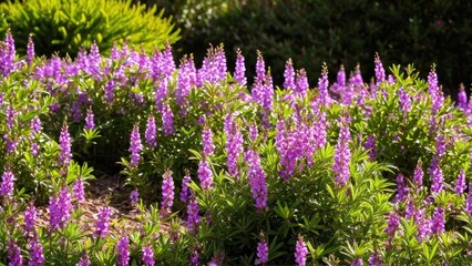 Fototapeta premium Mexican heather. Japanische Myrte - Cuphea hyssopifolia