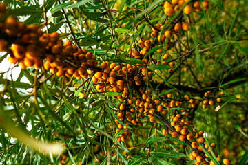 Obraz premium leaves on a tree