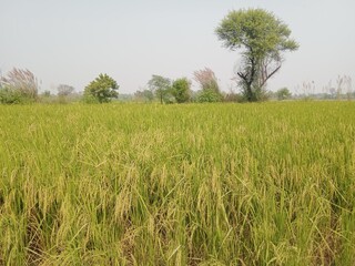 green grass and trees, fields