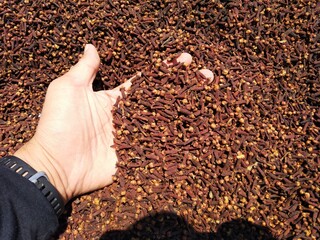 close up photo of a hand picking up a clove