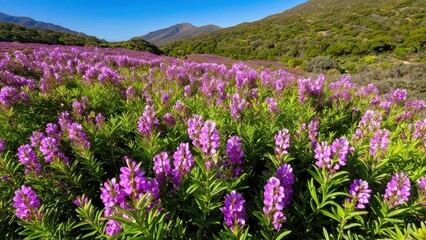 Fototapeta premium Mexican heather. Japanische Myrte - Cuphea hyssopifolia