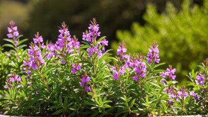 Obraz premium Mexican heather. Japanische Myrte - Cuphea hyssopifolia