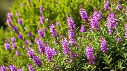 Obraz premium Mexican heather. Japanische Myrte - Cuphea hyssopifolia