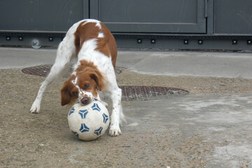 Spaniel breton