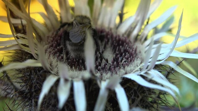 Mountain bumblebee pollinates a Carlina acaulis flower
