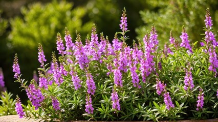Obraz premium Mexican heather. Japanische Myrte - Cuphea hyssopifolia