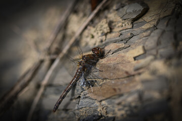 dragonfly on the wall
