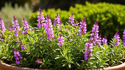 Fototapeta premium Mexican heather. Japanische Myrte - Cuphea hyssopifolia