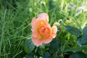 Raindrops On A Orange Rose And Green Leaves