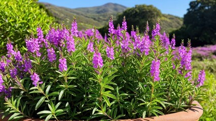 Naklejka premium Mexican heather. Japanische Myrte - Cuphea hyssopifolia