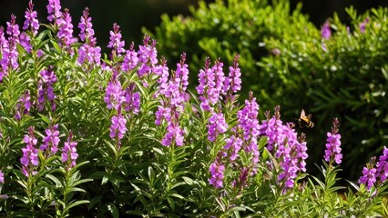 Obraz premium Mexican heather. Japanische Myrte - Cuphea hyssopifolia