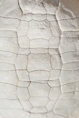 Detail of a bleached and weathered shell of a Mediterranean tortoise
