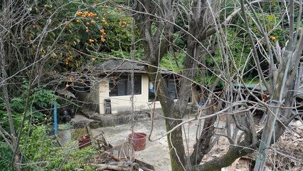 Rustic Countryside House with Persimmon Tree and Bare Branches in Foreground