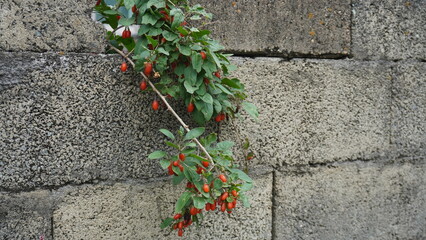 Red Berries Growing on Textured Stone Wall