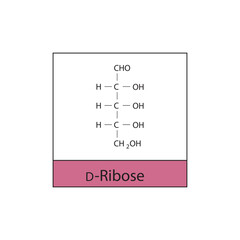 D-Ribose skeletal structure diagram.Sugar compound molecule scientific illustration.