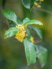 The fragrance of golden osmanthus in autumn