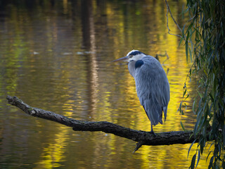 gray heron (Ardea cinerea) feeding by the pond and sitting on a tree branch