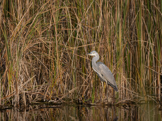 gray heron (Ardea cinerea) feeding by the pond against the background of tall reeds in the rays of the autumn sun