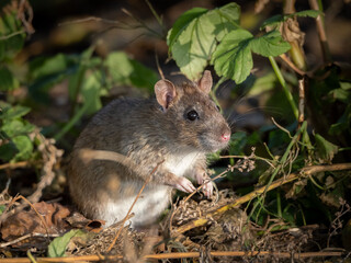 young rat (rattus) eating food by the water in the rays of the autumn sun.