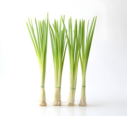 Fototapeta premium Four bundles of fresh green onions with white roots on a white background.