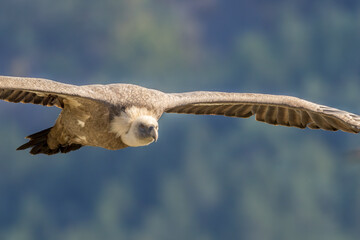 Griffon vulture in flight near Rémuzat in Provence, France