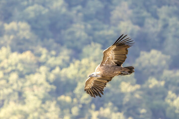 Griffon vulture in flight near Rémuzat in Provence, France