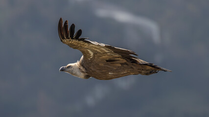 Griffon vulture in flight near Rémuzat in Provence, France