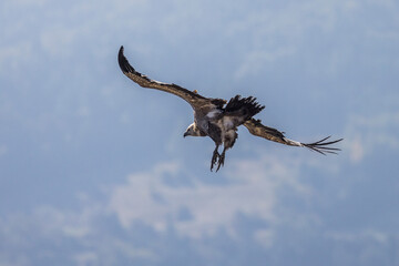 Griffon vulture in flight near Rémuzat in Provence, France