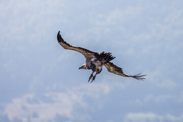 Obraz premium Griffon vulture in flight near Rémuzat in Provence, France