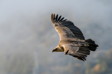 Griffon vulture in flight near Rémuzat in Provence, France