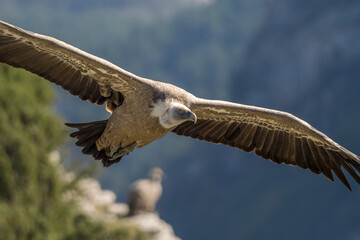 Griffon vulture in flight near Rémuzat in Provence, France