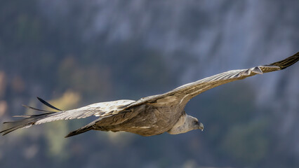 Griffon vulture in flight near Rémuzat in Provence, France