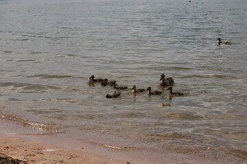 duck and ducklings
