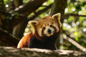 Red panda in a tree © Henry