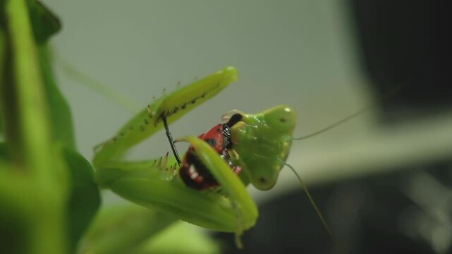 The amazing praying mantis - a predatory insect, close up