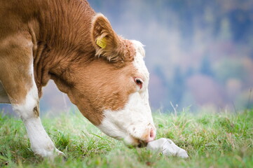 Cow is licking mineral lick salt on the pasture. Livestock on the meadow.