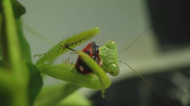 The amazing praying mantis - a predatory insect, close up