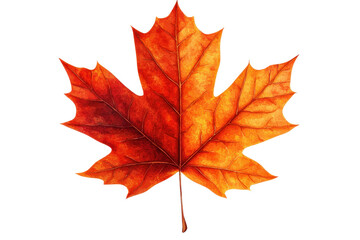 Obraz premium Vivid maple leaf displaying autumn colors, isolated on transparent background. symbolizing fall and nature's beauty.