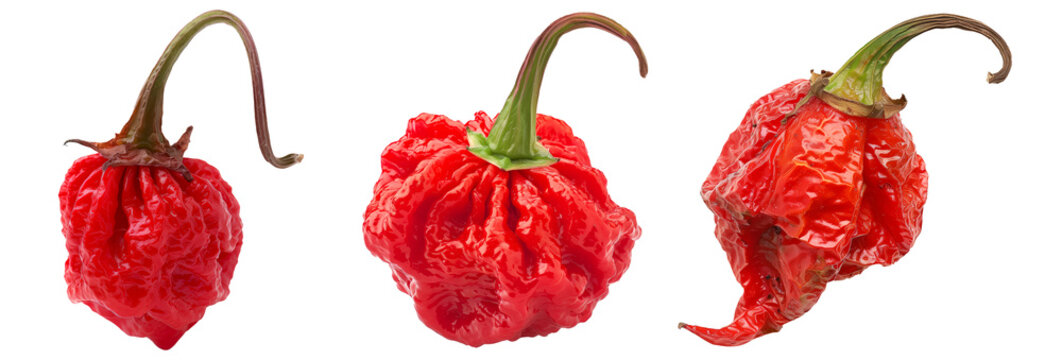 Set of Red Carolina Reaper chili pepper isolated on a white background.