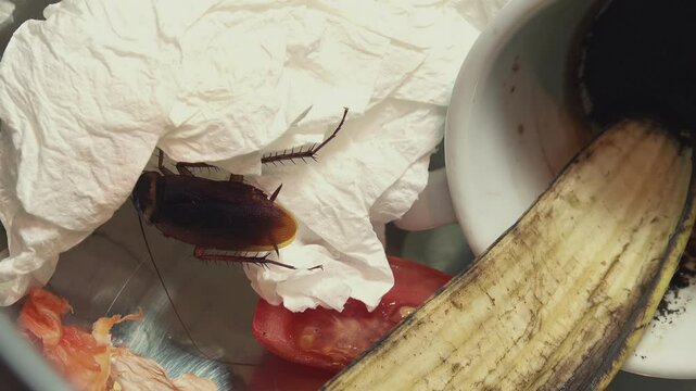 Huge cockroach among the scraps of perishable food and plates