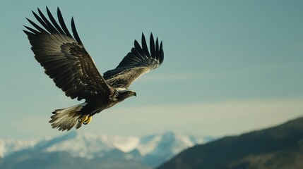 Obraz premium Eagle in Flight over Snowy Mountains
