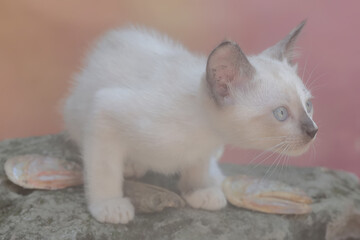 A kitten is eating a salted fish head that fell to the ground. Mammals that are commonly used as human pets have the scientific name Felis catus.