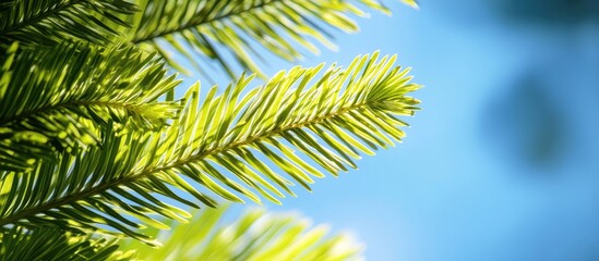 Fototapeta premium Close up of Norfolk Island pine leaves against the sky. with copy space image. Place for adding text or design