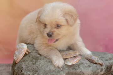 A fat puppy is eating a salted fish head that has fallen to the ground. Mammals that are commonly used as human pets have the scientific name Canis lupus familiaris.