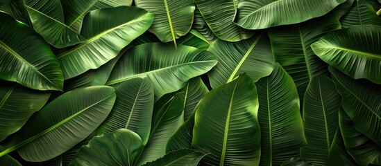 Fototapeta premium tropical leaf pattern large palm leaves natural green backdrop. with copy space image. Place for adding text or design