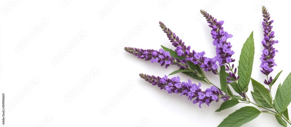 Poster purple lythrum flowers with leaves against a white background. with copy space image. place for addi