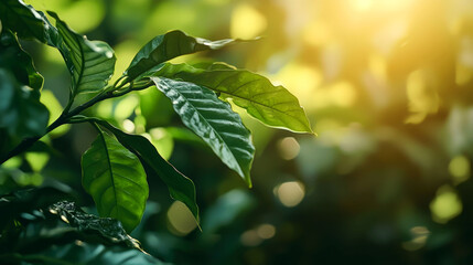 Obraz premium Closeup of green leaves on a branch with sunlight shining through.